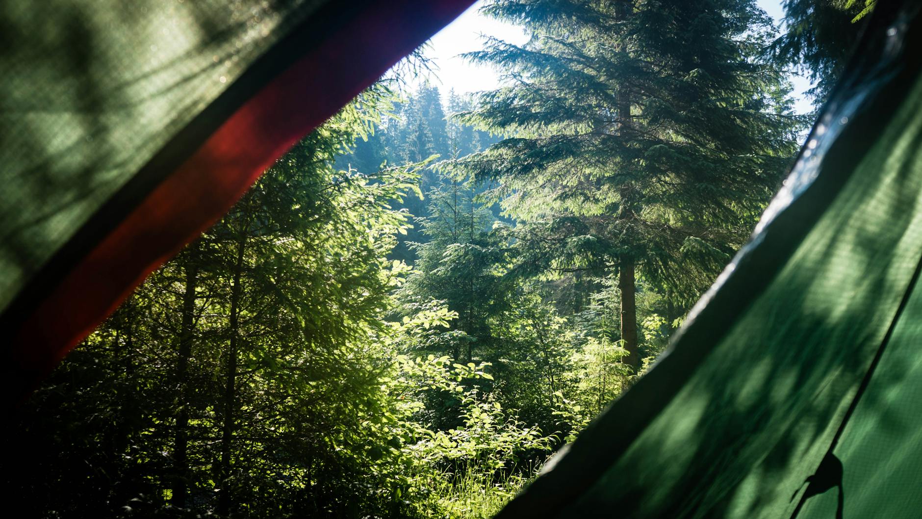 Forest landscape