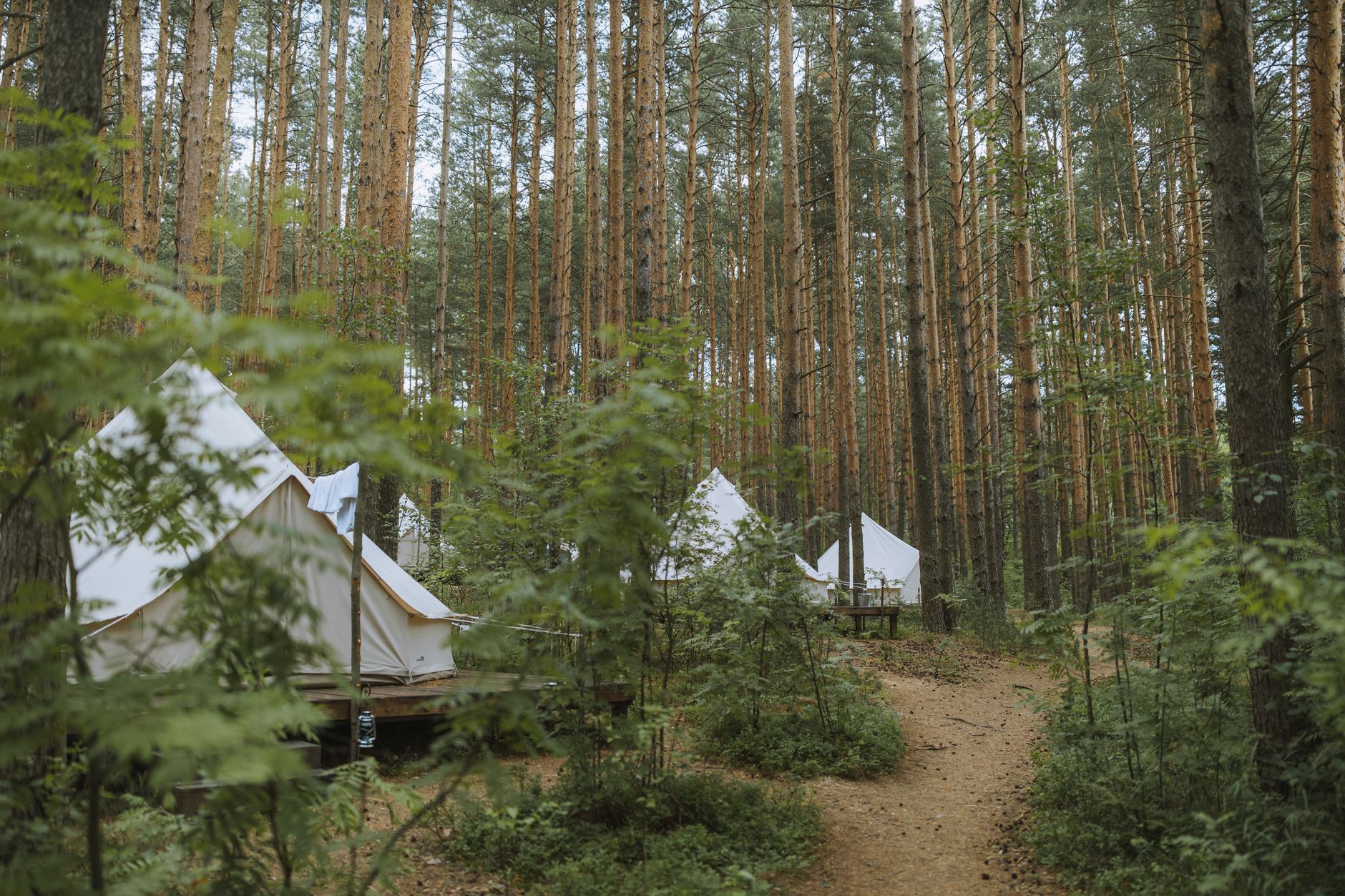 Camping tents in forest