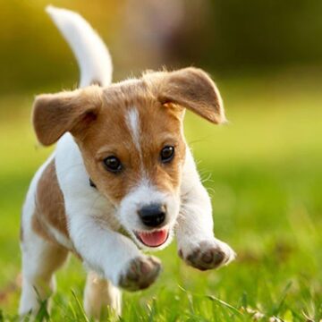 kategorie-hunde-1280x1280 Petotal – Alles für ein glückliches Tierleben